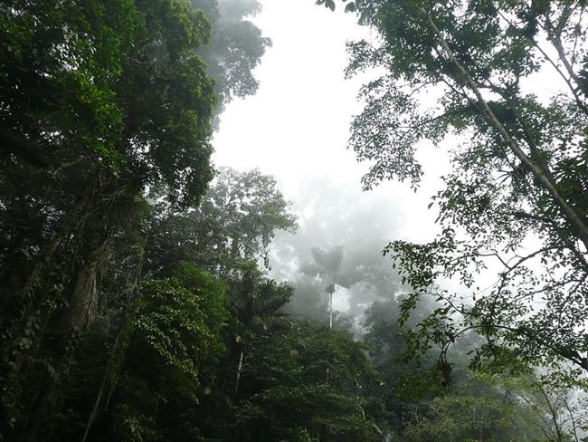 ep selva venezolana