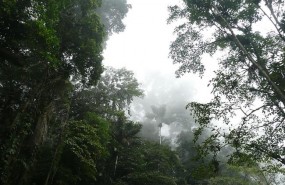 ep selva venezolana