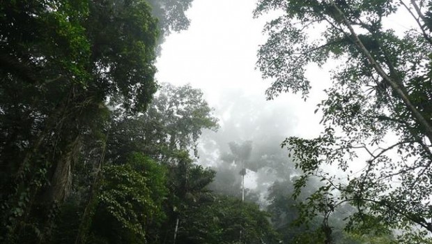 ep selva venezolana