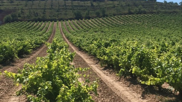 ep vinedos