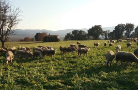 mascasascruilles ramat davant casa ow9192sbrcatfih89f4jdp7vwb516j48t2qt9ep0zk 1024x410