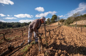 ep agricultor en vinedo