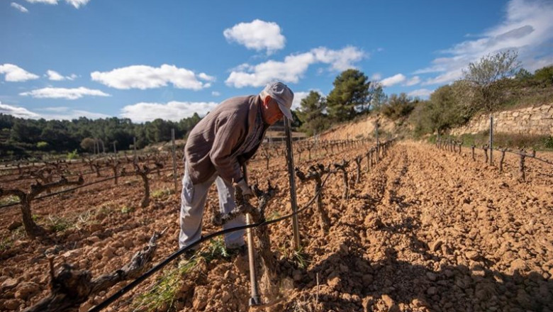ep agricultor en vinedo