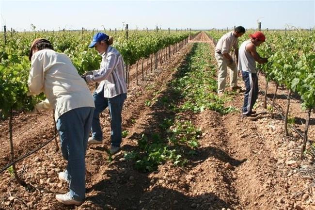 Agricultores trabajando en el campo | EUROPA PRESS ep agricultores trabajandocampo