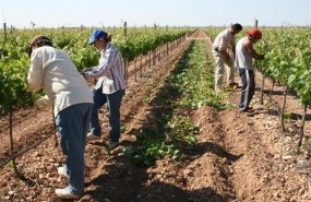 ep agricultores trabajandocampo ep agricultores trabajandocampo