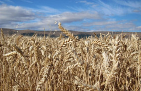 ep archivo   cereales en el campo