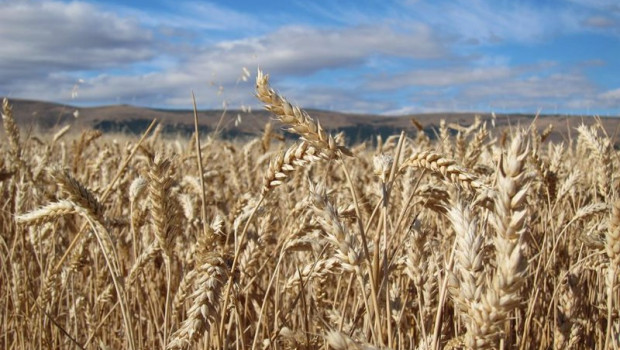 ep archivo   cereales en el campo