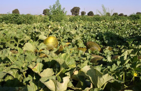 ep archivo   cultivo de melones
