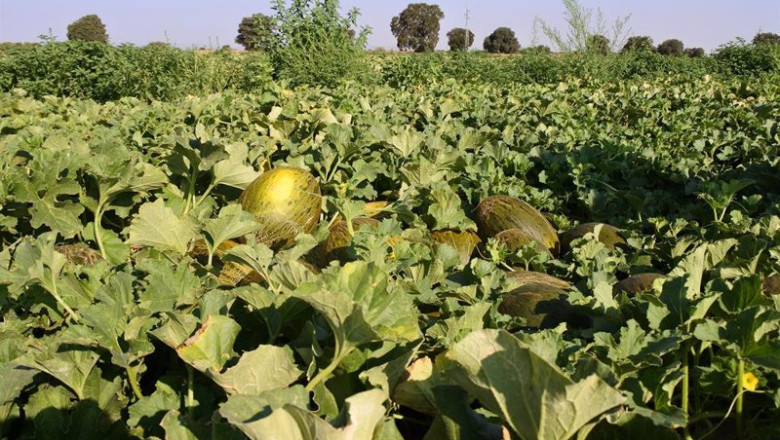 ep archivo   cultivo de melones