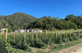 ep archivo   plantacion de fabas en valdes