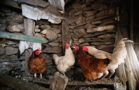 ep archivo   varias gallinas en un corral