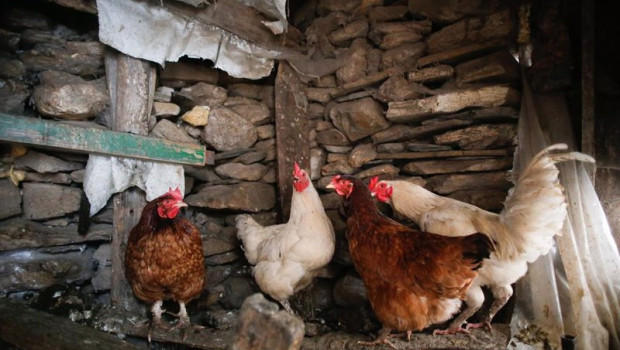 ep archivo   varias gallinas en un corral
