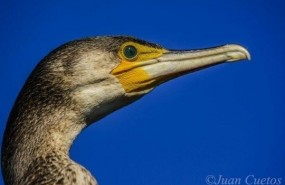 ep cormoran