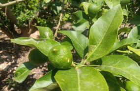 ep danos en limon registrados en orihuela ep danos en limon registrados en orihuela