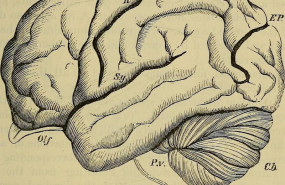 ep dibujo del cerebro de un orangutan recogido en el libro handbook of physiology publicado en 1892