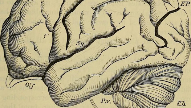 ep dibujo del cerebro de un orangutan recogido en el libro handbook of physiology publicado en 1892