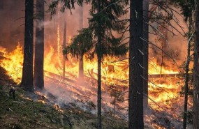 ep incendio forestal