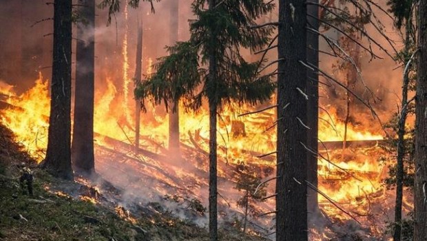 ep incendio forestal