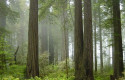 ep la madera y la corteza de todos los arboles del planeta estan formadas por una unica capa de ep la madera y la corteza de todos los arboles del planeta estan formadas por una unica capa de