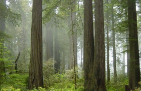 ep la madera y la corteza de todos los arboles del planeta estan formadas por una unica capa de