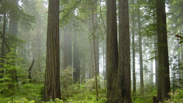 ep la madera y la corteza de todos los arboles del planeta estan formadas por una unica capa de