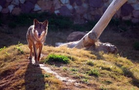 ep lobos
