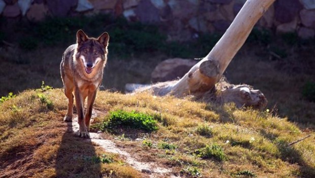 ep lobos