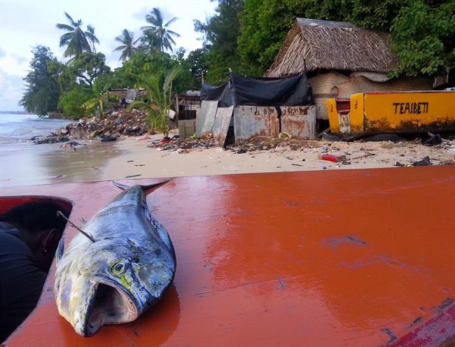 Pacific Island nations are highly dependent on fisheries as a food source | QUENTIN HANICH ep pacific island nations are highly dependent on fisheries asfood source