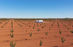 ep plantacion de pistachos de faenza capital en castilla la mancha ep plantacion de pistachos de faenza capital en castilla la mancha