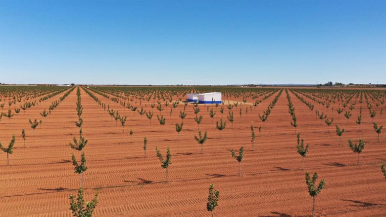 Plantación de pistachos de Faenza Capital en Castilla-La Mancha. | FAENZA CAPITAL ep plantacion de pistachos de faenza capital en castilla la mancha