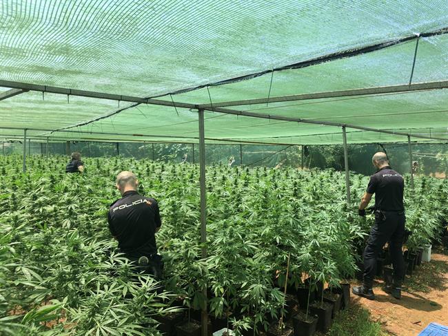 PLANTACIÓN DE MARIHUANA | POLICÍA NACIONAL ep plantacionmarihuana 20180625122608