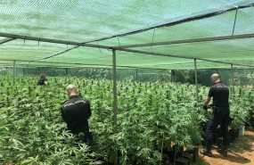 ep plantacionmarihuana 20180625122608