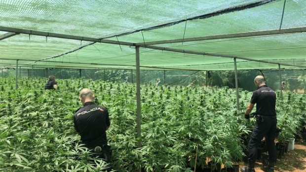 ep plantacionmarihuana 20180625122608