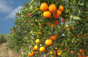 1637584780 c tricos7 