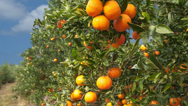 1637584780 c tricos7 