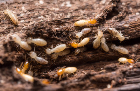 adobestock 94345935 min 