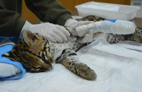 ep criaocelote rescatada