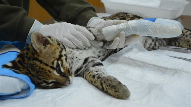 ep criaocelote rescatada