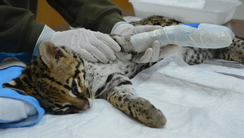 Cría de ocelote rescatada | TERRA NATURA - Archivo ep criaocelote rescatada