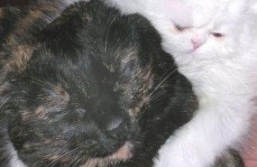 ep gatos