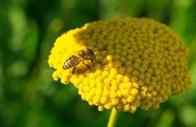 ep la comisionsalvarlas abejas pideprohibicion totalneonicotinoide