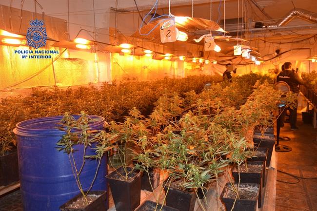 Los agentes se han incautado de 400 plantas | POLICÍA ep los agenteshan incautado400 plantas