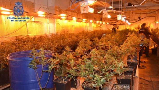 ep los agenteshan incautado400 plantas