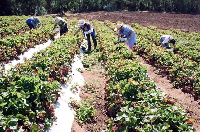 ep trabajadores del campo en una jornada de recogida