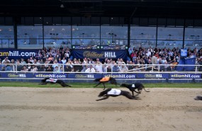 william hill dog racing greyhound william hill dog racing greyhound
