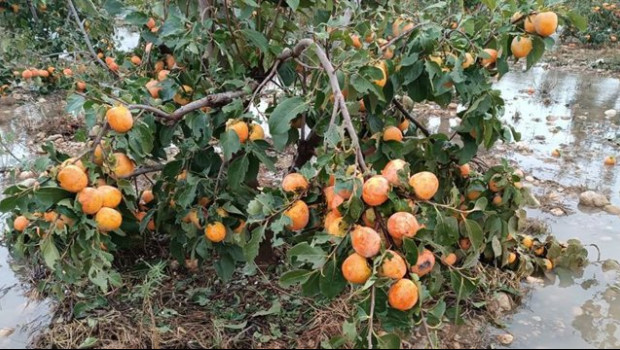 ep archivo   caquis danados por la dana