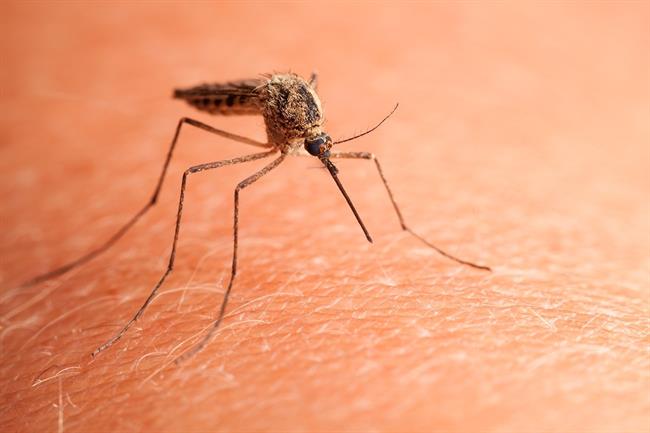 ep malaria importadadeenfermedades tropicalesdiagnosticada espana