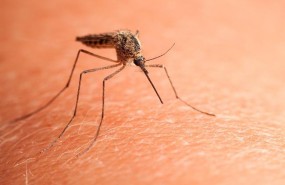 ep malaria importadadeenfermedades tropicalesdiagnosticada espana