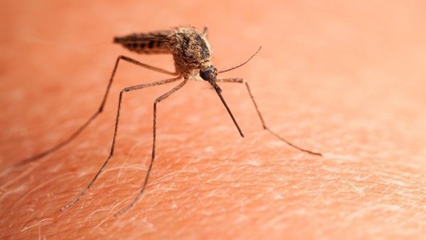 ep malaria importadadeenfermedades tropicalesdiagnosticada espana