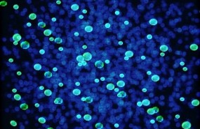 ep patogeno bacteria